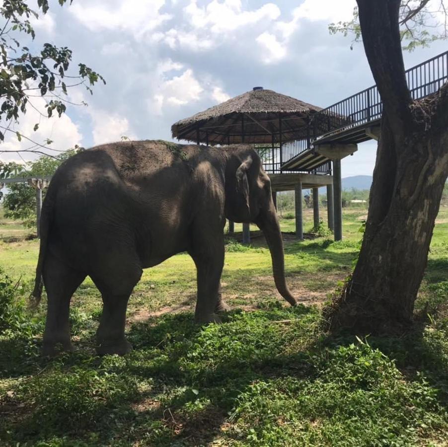 Elephant View Camp Ban Huai Thawai Esterno foto