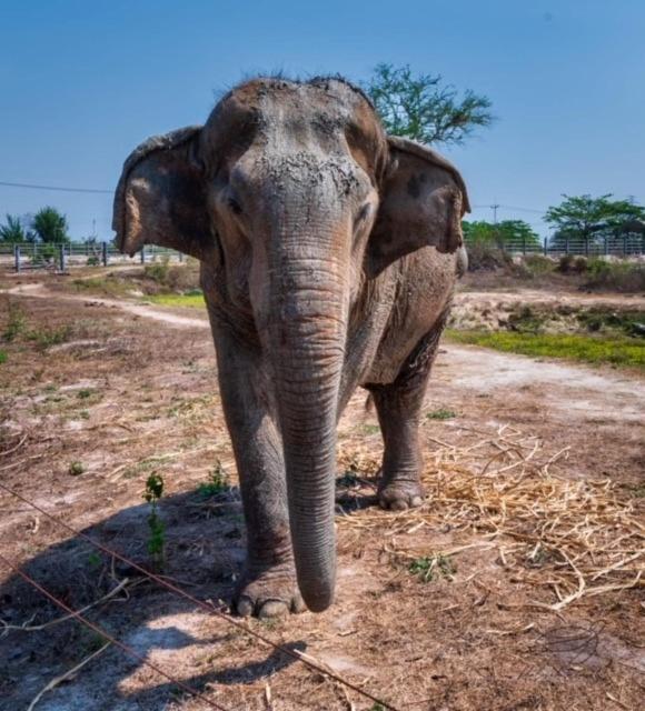 Elephant View Camp Ban Huai Thawai Esterno foto